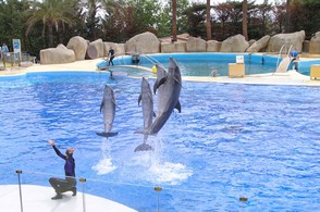 játékos delfinek a Marinelandban